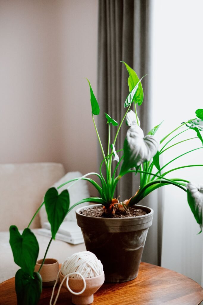 Indoor plants for home in a ceramic pot on a wooden table in a cozy living room, adding greenery and freshness to the space.
