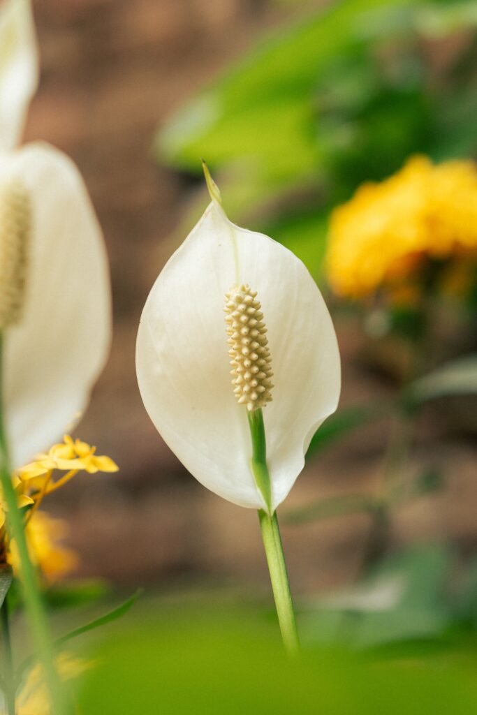 Peace Lily Plant: Elegant White Flower and Natural Air Purifier Peace lily plant displaying a stunning white flower with a central spadix, known for its beauty and air-purifying qualities.