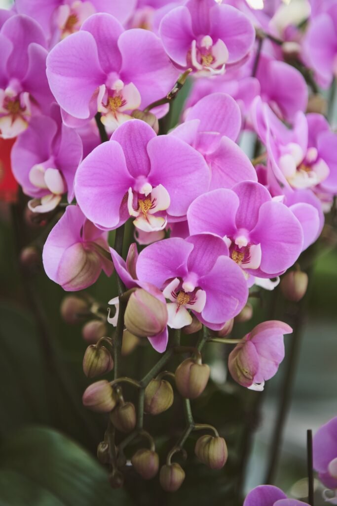 Colorful orchids displaying vibrant pink flowers and delicate buds, highlighting the natural beauty of orchids in a decorative garden environment
